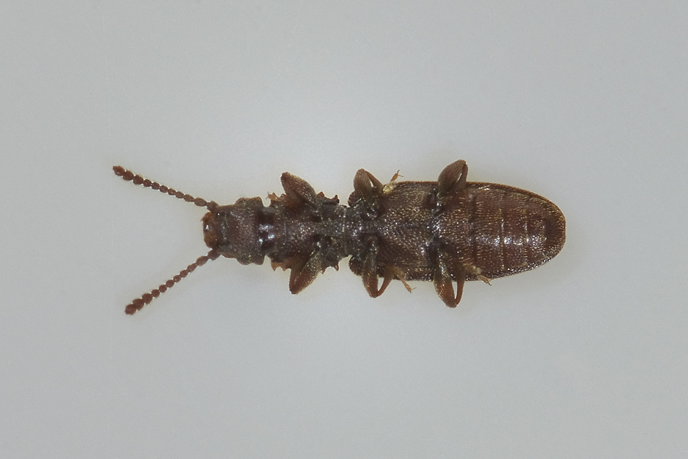 Oryzaephilus surinamensis